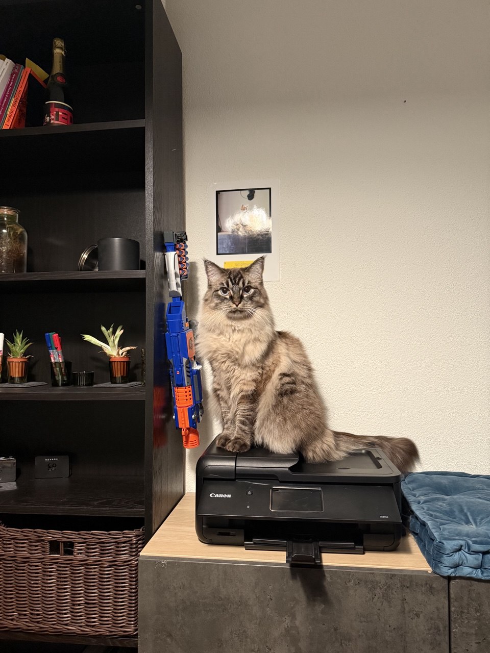 Eli the cat looking at the camera.
